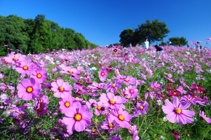 奥行きのある花畑