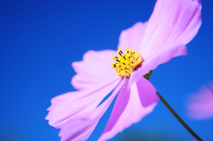 コスモスの花