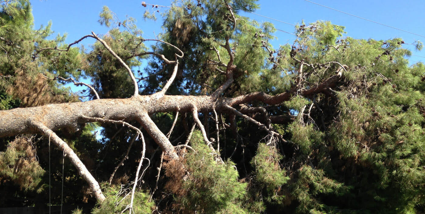 tree removal