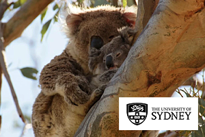 University of Sydney and Koala Genome Research