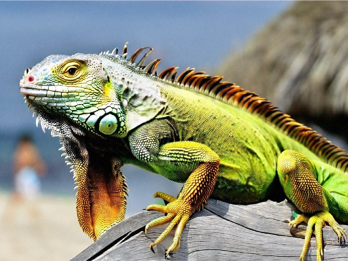 iguana at the beach