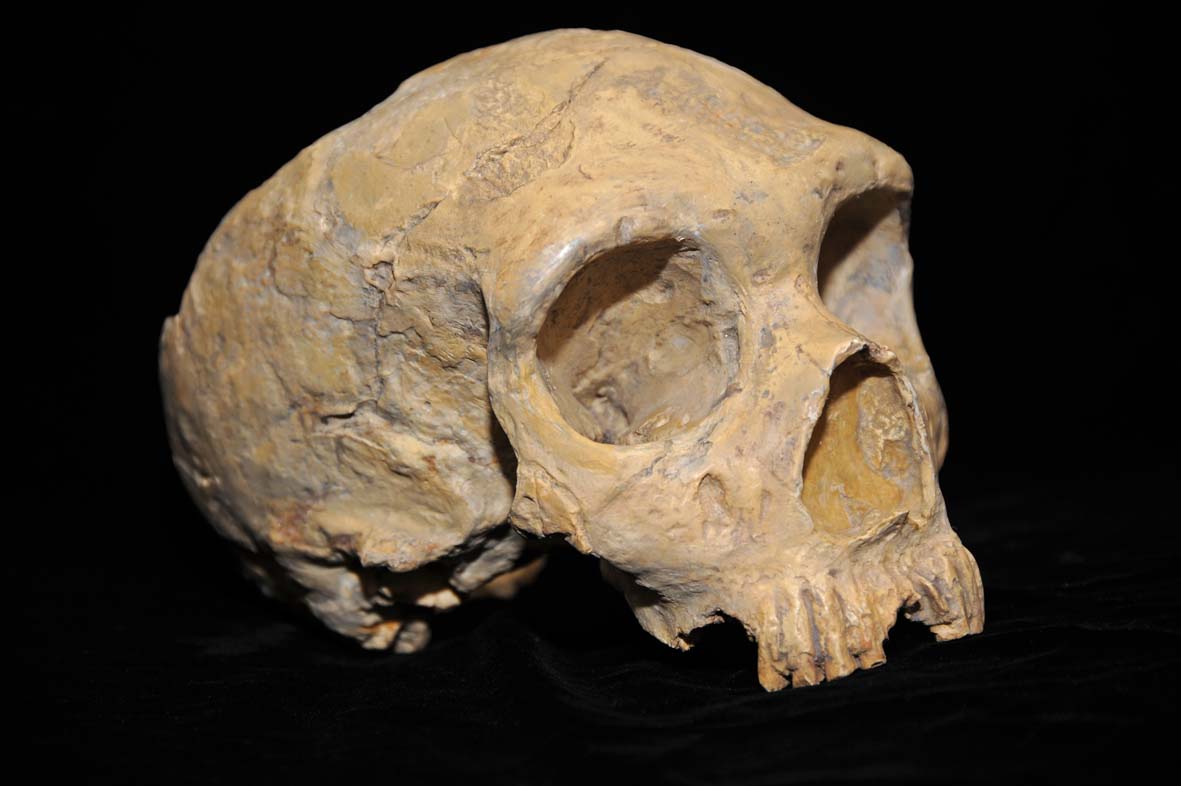 A skull of a Neanderthal.