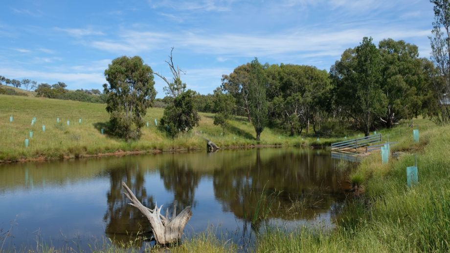 A farm dam in a rural landscape. There are trees in the background