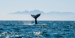 Seascape with Whale tail. The humpback whale (Megaptera novaeangliae) tail
 dripping with water in False Bay off the Southern Africa Coast.   
     