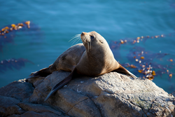 A seal catches the last of the afternoon sun at Katiki Point, Moeraki, NZ. 2017