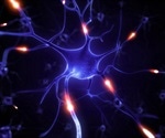 Concept neurons and location cells play key roles in memory formation