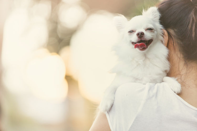 【獣医師監修】犬の平均寿命は？最高齢やギネス記録は？寿命を縮める要因や長生きの秘訣、ポイント！