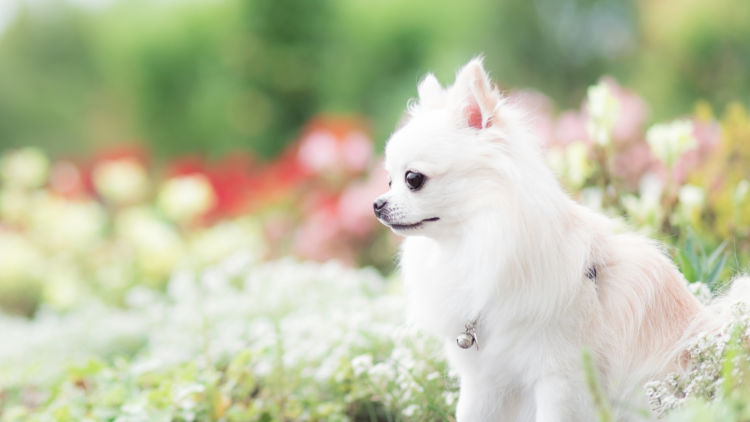 犬の平均寿命と最高齢①【チワワ】