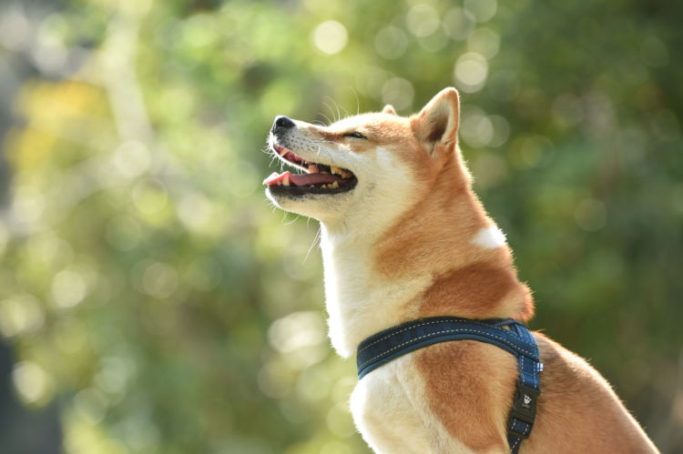 犬の平均寿命と最高齢③【柴犬】