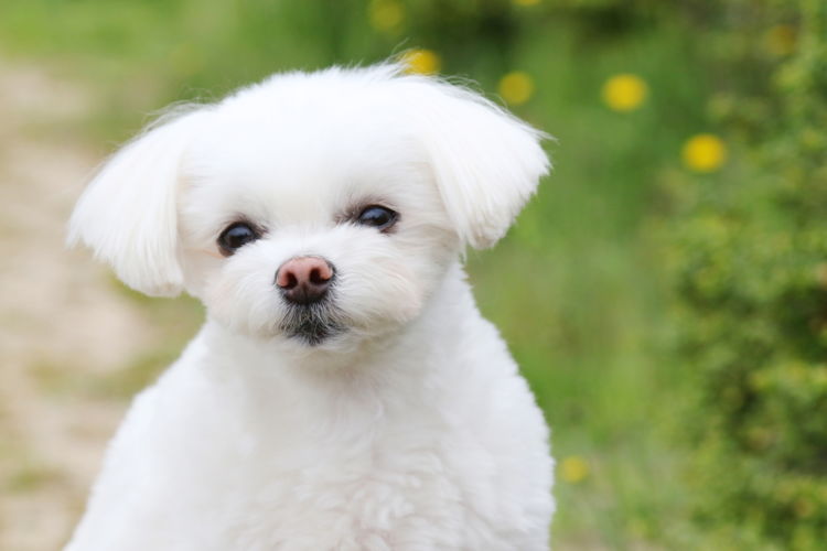 犬の平均寿命と最高齢⑨【マルチーズ】