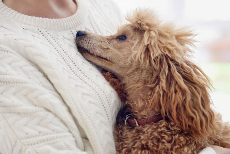 犬の【平均寿命・最高齢】まとめ