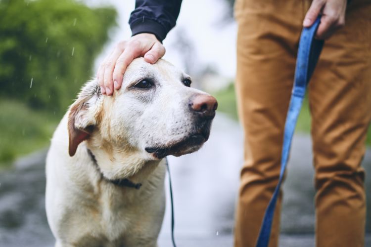 犬の平均寿命と最高齢⑰【ラブラドール・レトリーバー】