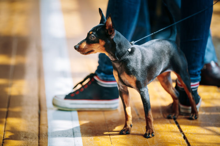  犬の平均寿命と最高齢㉒【ミニチュア・ピンシャー】