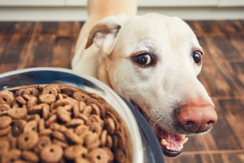 【保存版】犬の体重別！愛犬に与える適切なご飯の量とカロリー「早見表」と「計算方法」