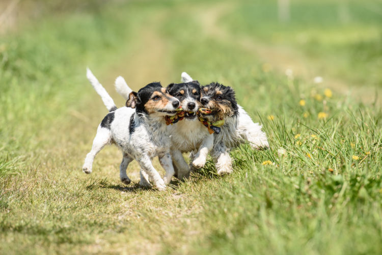 【獣医師監修】なぜ、犬は遊んでいると急に唸るの！？唸る意味や理由、しつけ対策方法は？