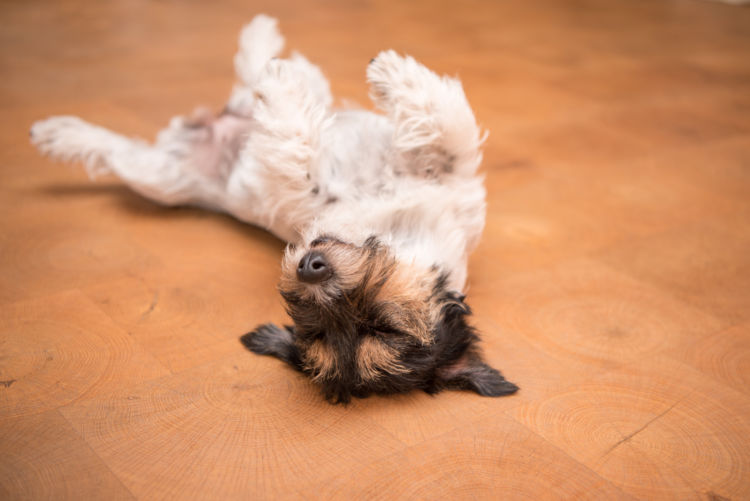 【獣医師監修】犬の痙攣・口から泡を吹いている。この症状から考えられる原因や病気は？