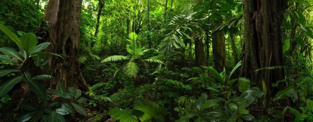 Impact of Ground-Level Ozone on Tropical Forest Productivity