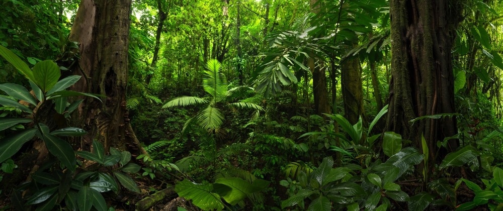 Impact of Ground-Level Ozone on Tropical Forest Productivity