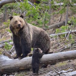 Mother grizzly and cub at Gibbon River, Yellowstone National Park. 