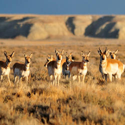 Group of Pronghorn stand in Wyoming