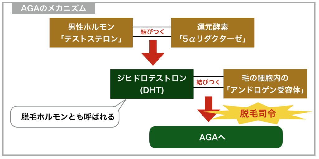 AGAのメカニズム