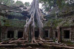 この木なんの木？地球上で最も奇妙な木 - 10 Weirdest Trees On Earth -