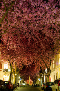 こんな桜のトンネル歩きたい！美しすぎる世界の桜並木から - The Most Beautiful Cherry Blossoms Around the World