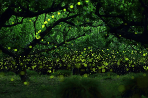 幻想的すぎる！魔法のように無数に輝くホタルの光  - Magical Long Exposure Photos of Fireflies in Japan