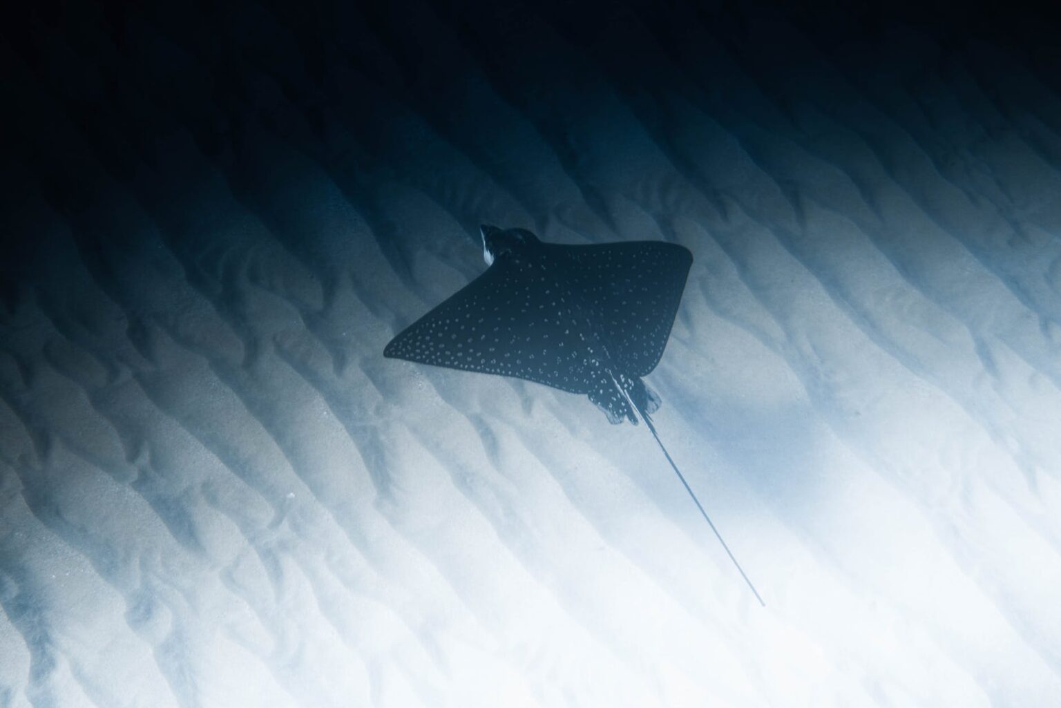 under water photo of a stingray near sand