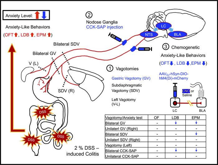 graphical abstract