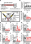 Targeted ablation of vagal afferent neurons by CCK-SAP injection reduces an