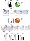 Drivers of H2Bub1 monoubiquitylation in CCOC.