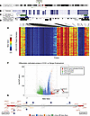 Mechanistic driver of H2Bub1 loss in CCOC.