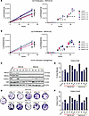 Functional consequence of H2Bub1 loss in CCOC precursors.