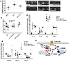 CLP model is also protected by inhibition of PKC or NOX; diagram of propose