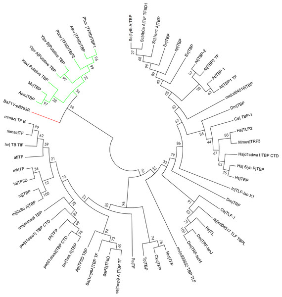 Bootstrap phylogenetic tree of pB263R with archaeal, eukaryotic, and prokaryotic TBPs and related factors.