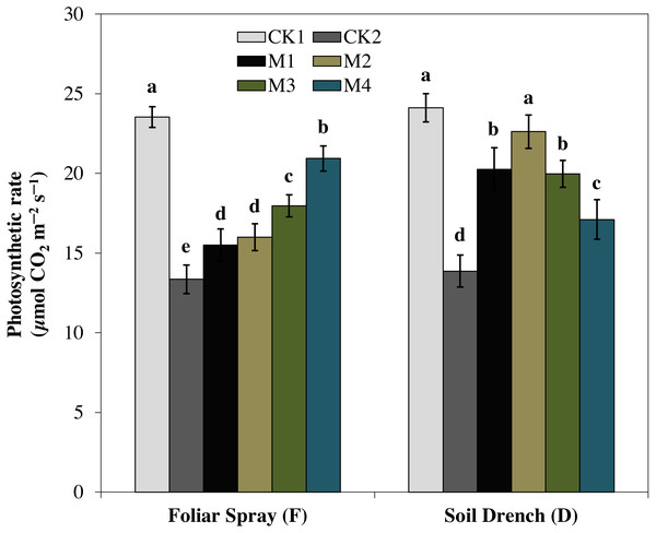 Effects of melatonin on net photosynthetic rate in maize seedlings under drought stress.