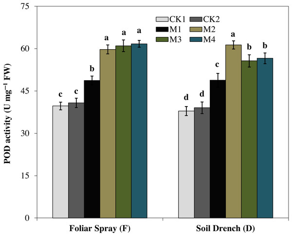 Effects of melatonin on peroxidase (POD) activity in maize seedlings under drought stress.