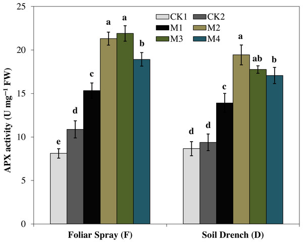 Effects of melatonin on ascorbate peroxidase (APX) activity in maize seedlings under drought stress.