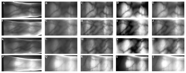 Pre-processed finger-vein image using different enhanced algorithm from the Avera databases.