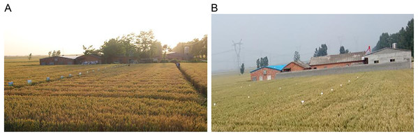 Sampling plots of wheat root.