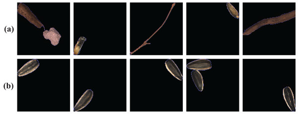 Representative samples of sunflower seed dataset.