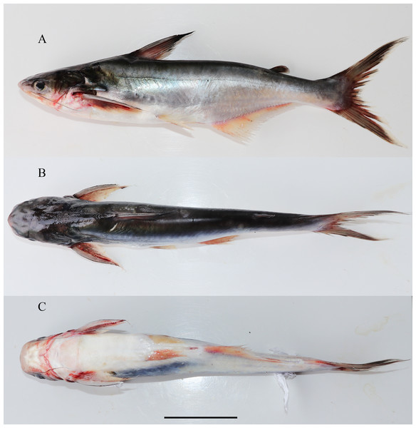 Lateral dorsal and ventral view of Pangasiusicaria, holotype, NBFGR/ PANPTAM, 211.6 mm SL.