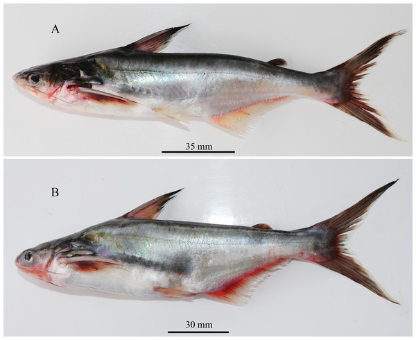 Fresh coloration images (A) Pangaisus icaria, holotype, NBFGR/PANPTAM, 211.6 mm SL; (B) paratype, NBFGR/PANPTAM.1, 250.2 mm SL; (C) Pangasiodon hypothalamus, NBFGR/PANPHYP.1, 489.4 mm SL.