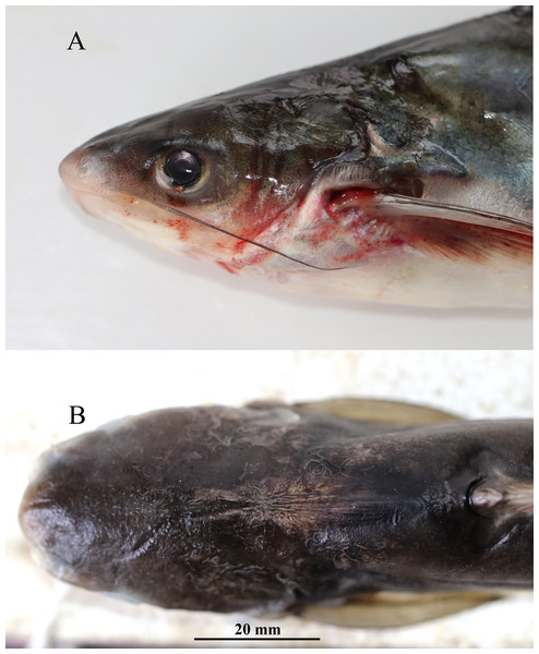 Pangaisus icaria, holotype, Pangaisus icaria, holotype, NBFGR/ PANPTAM, 211. 6 mm SL; (A) lateral view showing the maxillary barbel extension up to the pectoral-fin base; (B) dorsal view showing median groove of holotype.