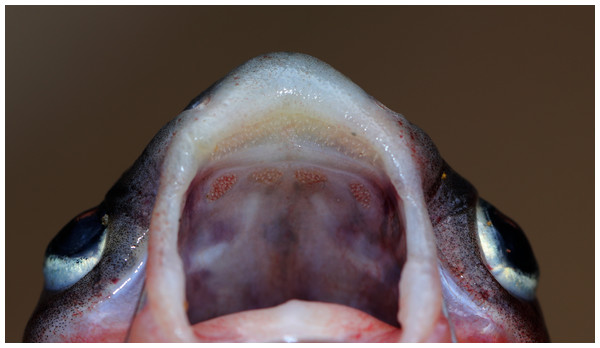 Maxillary and palatal dentition of Pangasius icaria holotype, NBFGR/ PANPTAM, 211. 6 mm SL.