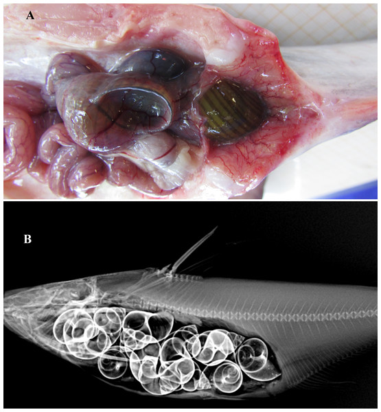 Gut contents of Pangasius icaria.