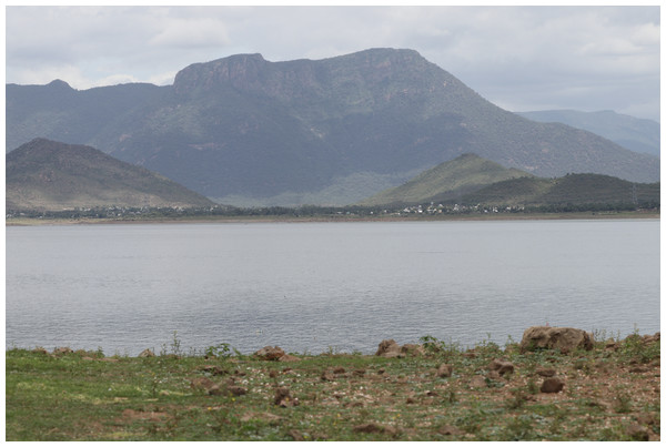 Habitat of Pangasius icaria in the river Cauvery, Tamil Nadu (11°54′24.4″N; 77°46′32.4″E). Photo Source Credit: ICAR-NBFGR.