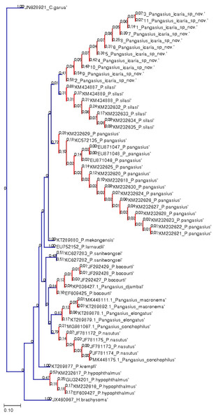 Species delimitation of Pangasius species.