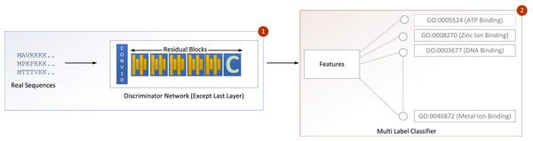 GOCAPGAN transfer learning mechanism.